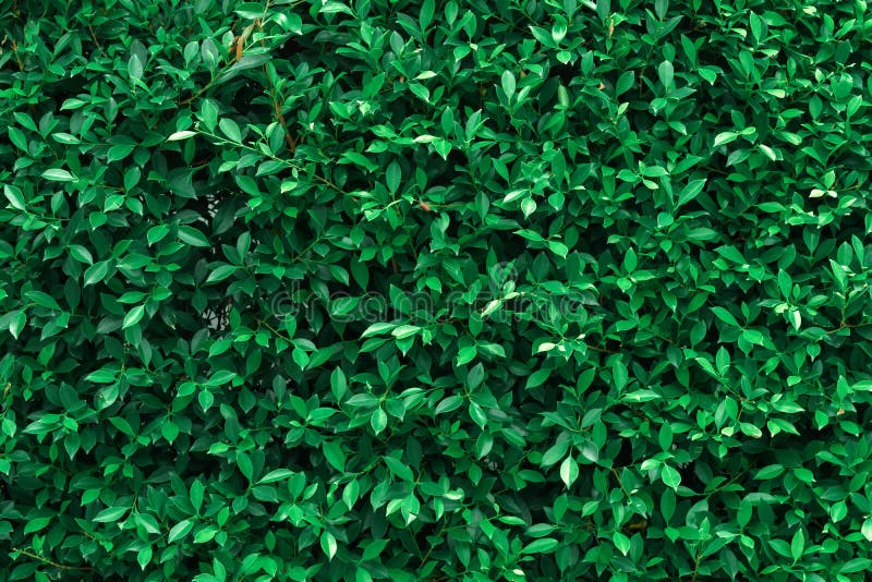 Dark Green Leaves Textured Background Stock Photo Image of fresh