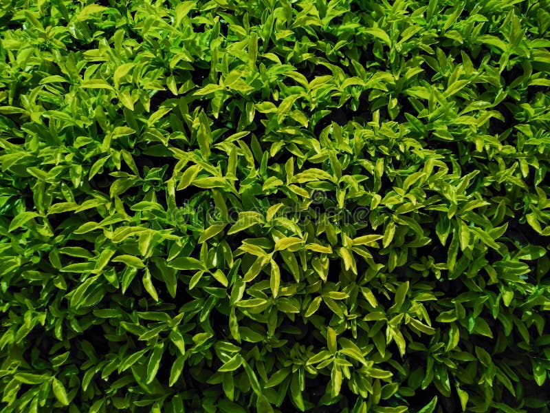 Dark Green and Light Green Leaves Stock Image Image of light, green