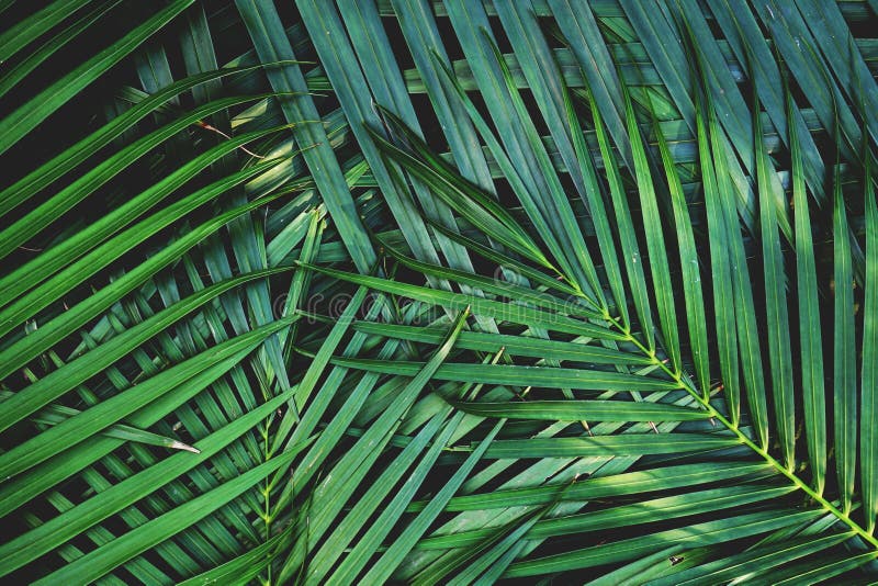 Dark green palm leaf texture background, tropical jungle tone concept