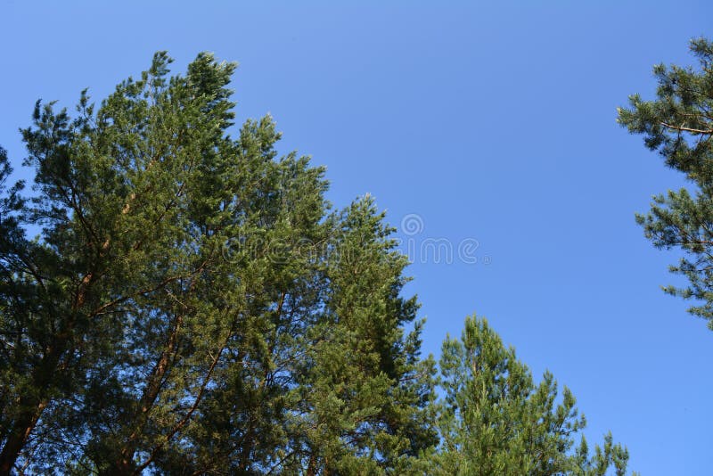 Dark green pine trees on the background of clear blue sky royalty free stock photo