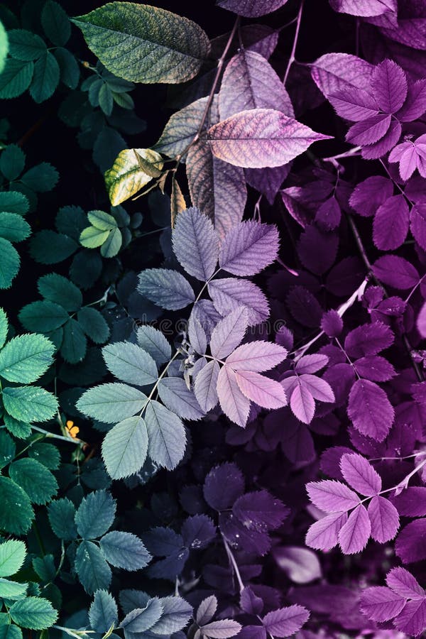Dark Green and Purple Gradient Color of Leaves, Nature Template ...