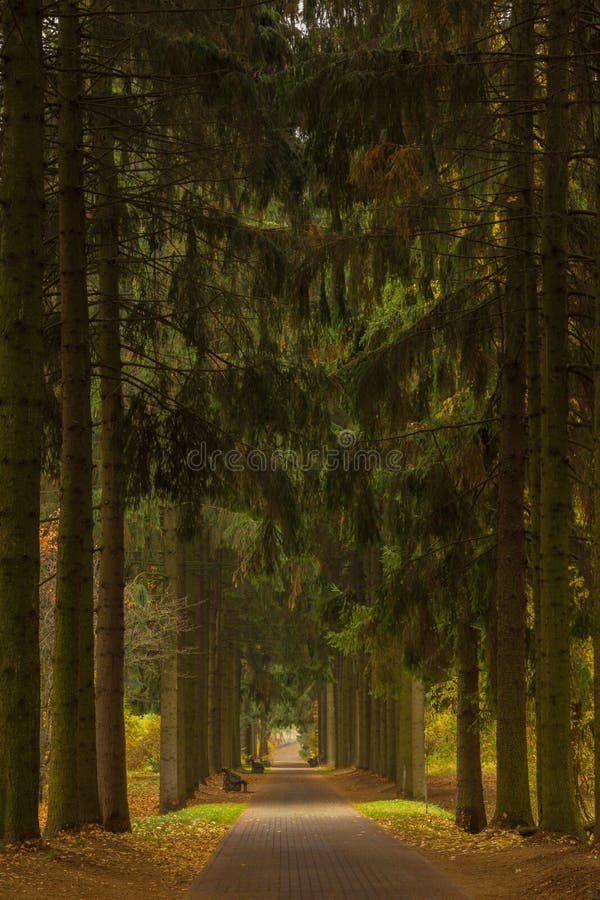 Dark green spruce alley overcast autumn day