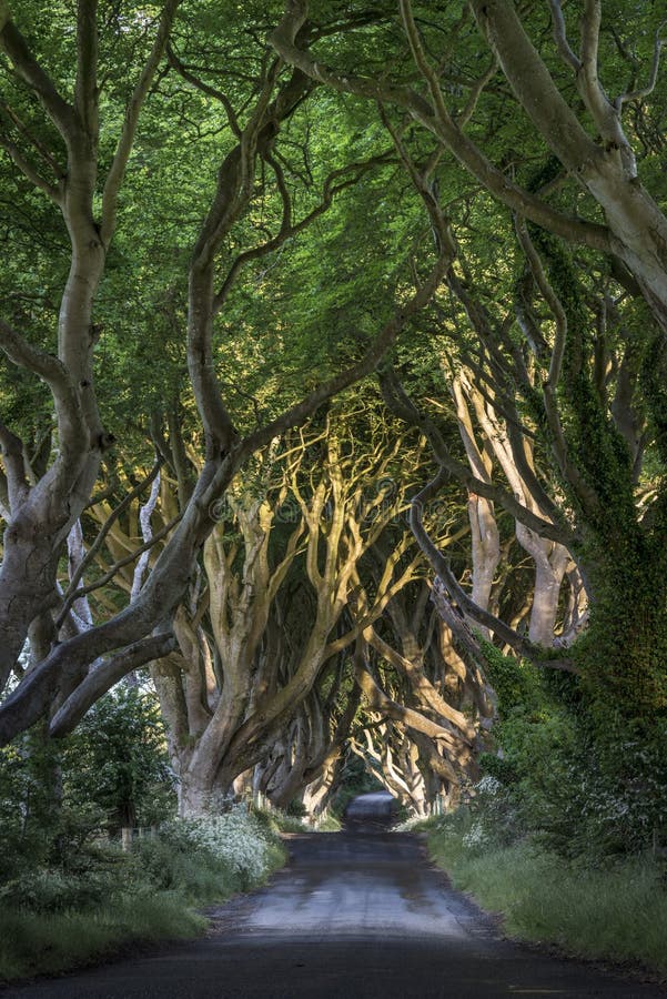 The Dark Hedges, North Irland