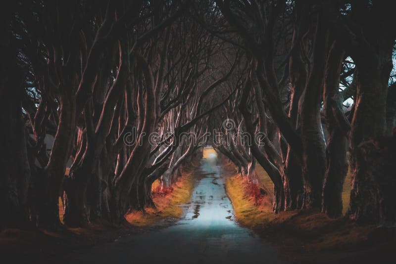 The Dark Hedges in Northern Ireland. Majestic, spooky and mysterious road across very old trees. Featured in the Game of Thrones. As the Kings Road, antrim