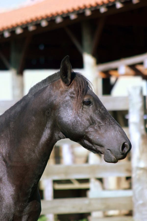 Dark horse and stable stock photo. Image of mammal, ruminating 35694032