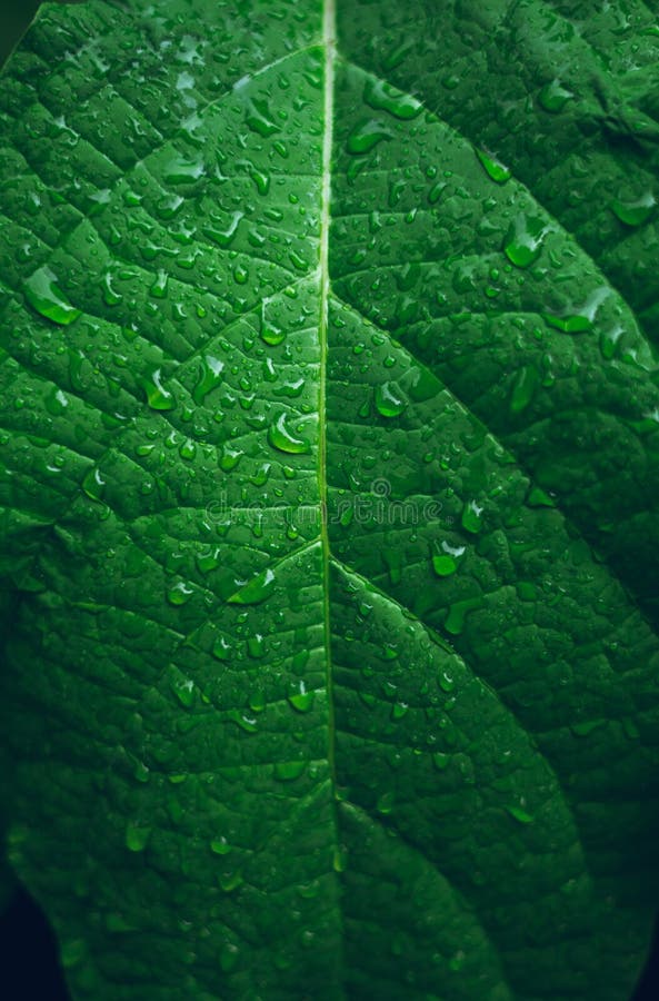Dark Leaves background water drop Leaf surface royalty free stock images