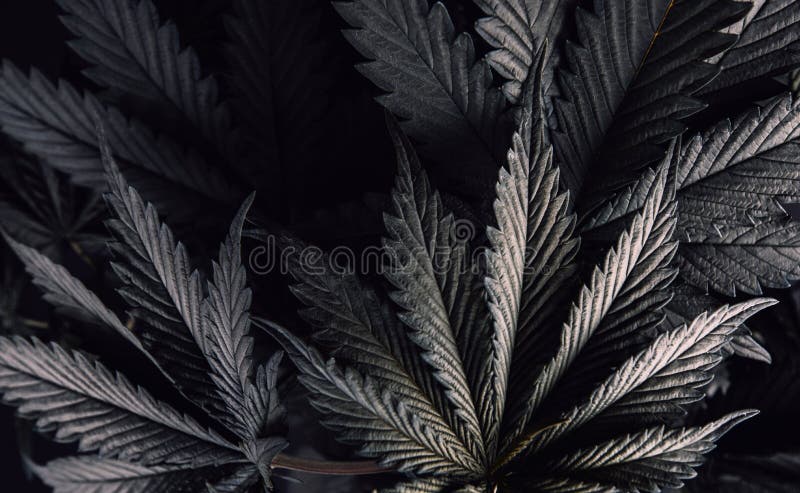 Marijuana Dark Web