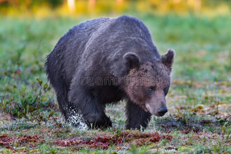 Dark male brown bear walking in wet swamp stock photo