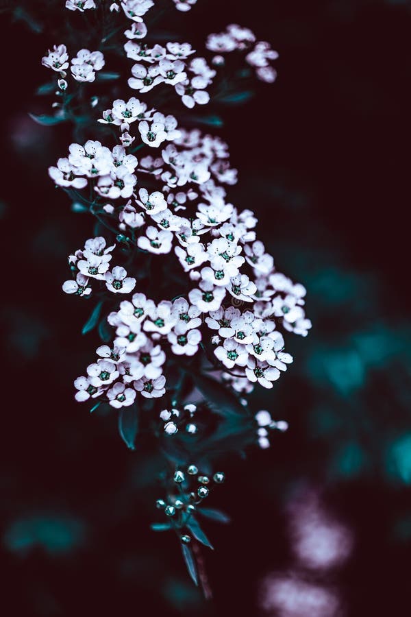 Dark Moody Floral Backdrop of Blooming Spiraea Stock Photo - Image of ...