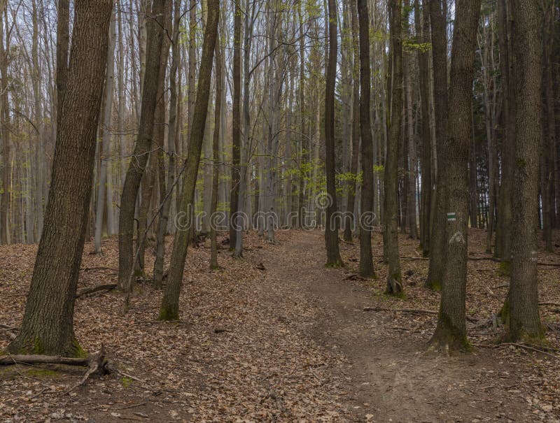 Tmavý Moravský listový les v jarnom zamračenom dni