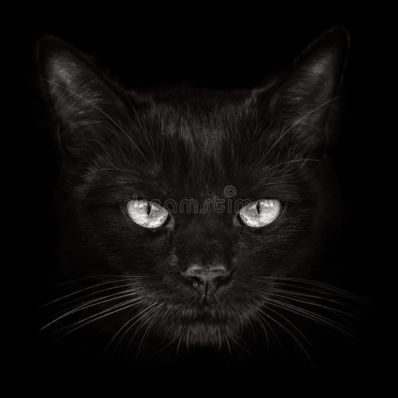 Dark muzzle cat close-up. front view