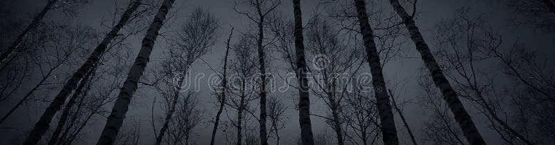 Dark mystical forest. Fog. Night. Silhouettes of bare trunks of tall trees. Black horror background for design.