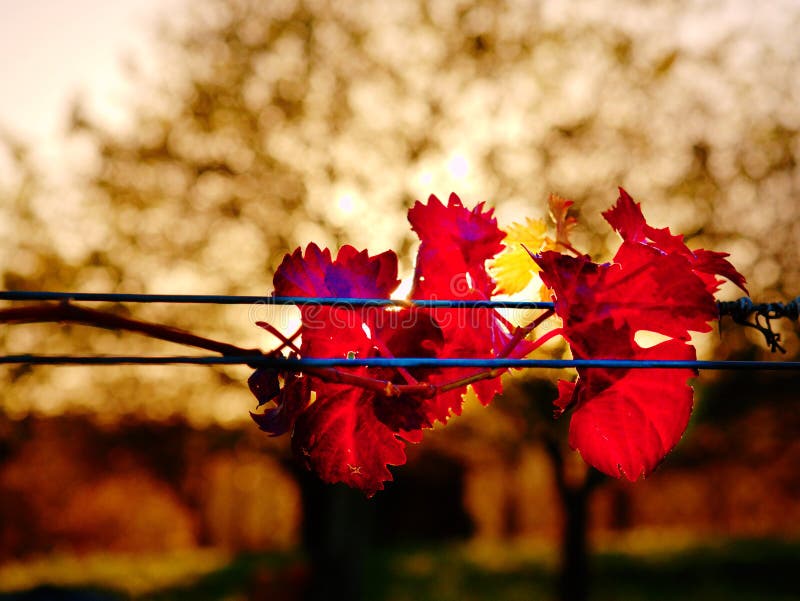 Dark orange red leaves on grapevine plants in vinery, last warm sun rays