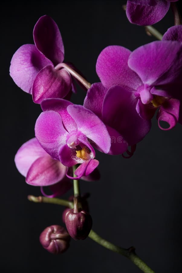 Dark orchids