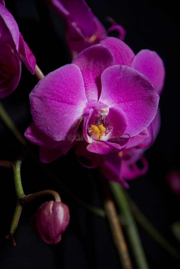 Dark orchids