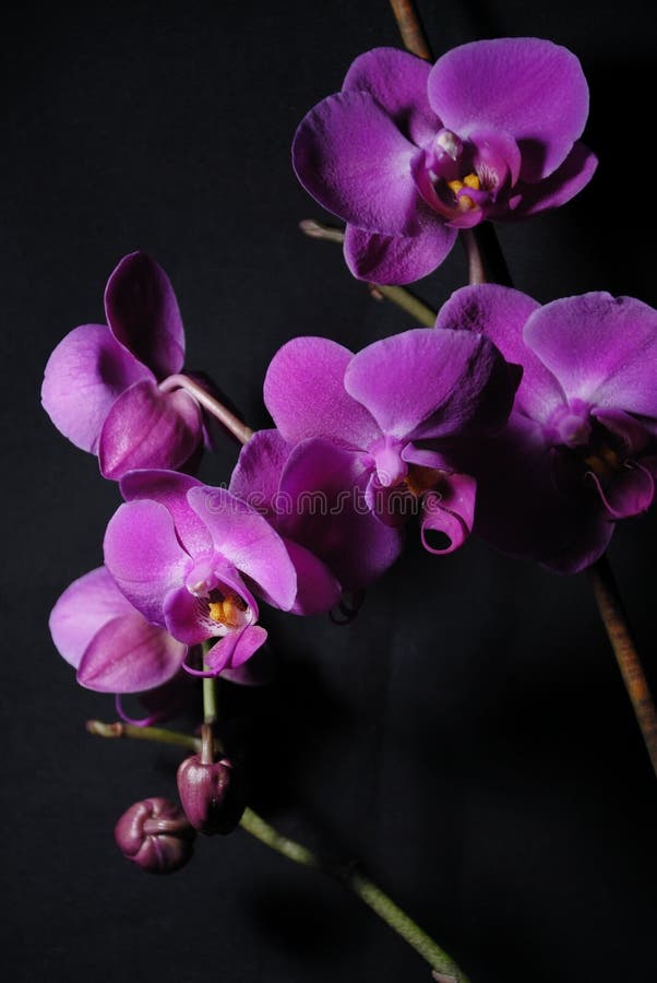 Dark orchids