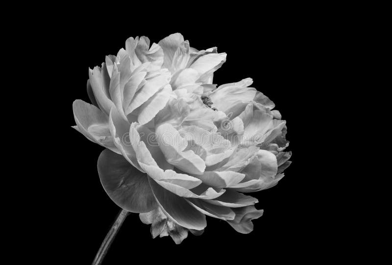 Large Peony on Black Background Wallpaper Mural buy at the best price with  delivery  uniqstiq