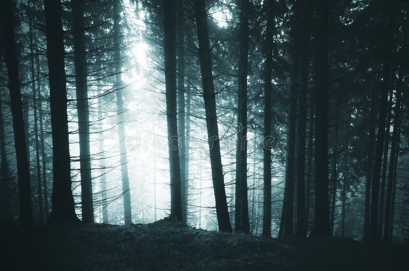 Dark Pine Tree Forest with Mysterious Fog Stock Photo - Image of root ...