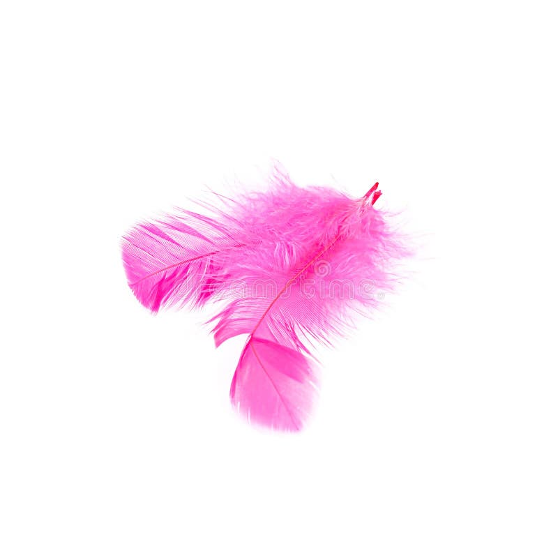370 Bright Pink Feather Boa Stock Photos - Free & Royalty-Free Stock Photos  from Dreamstime