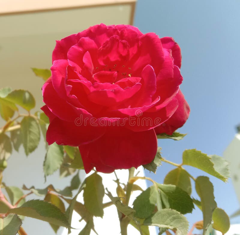 Dark Pink Colored Rose Flower and Leaves Stock Photo Image of natural