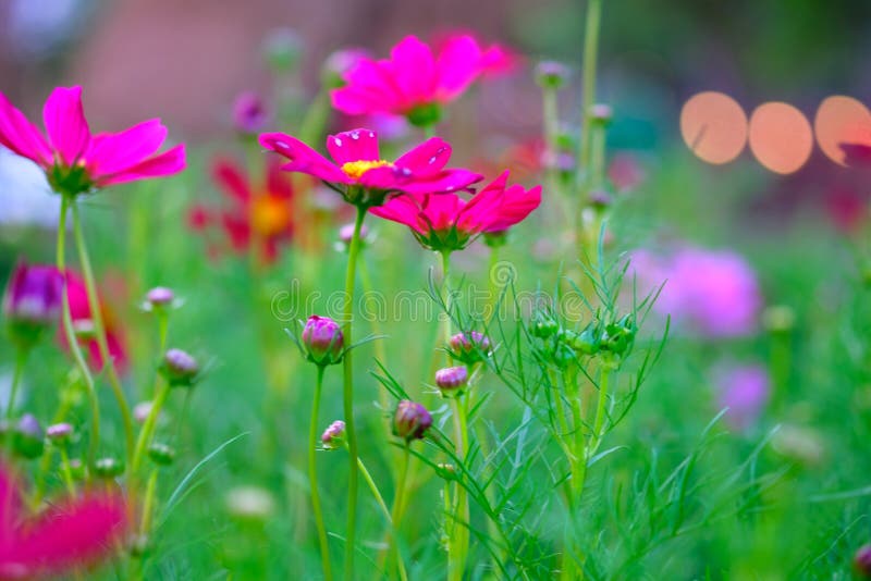 Close Up of Cosmos Flower Garden with Green Leaves Stock Photo Image