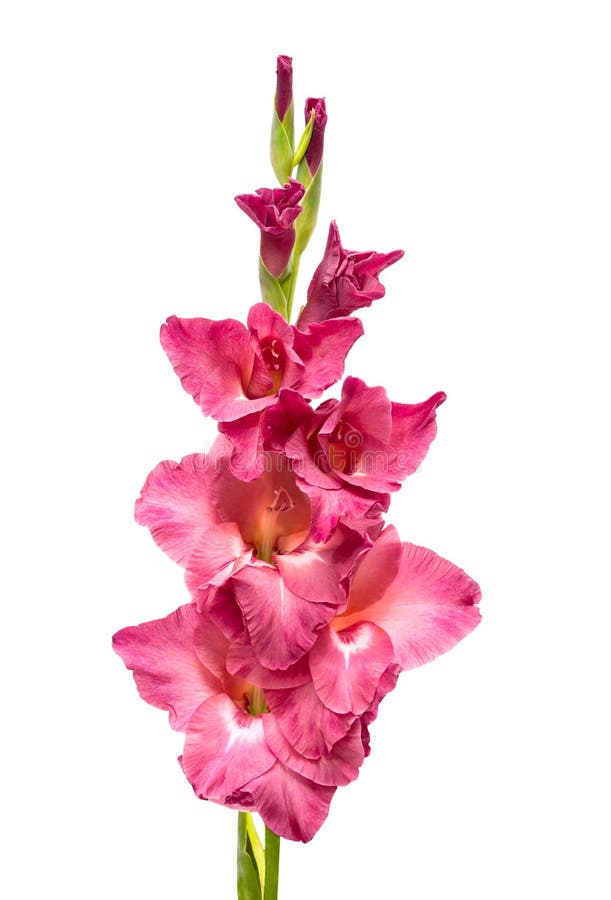 Dark pink gladiolus royalty free stock photography