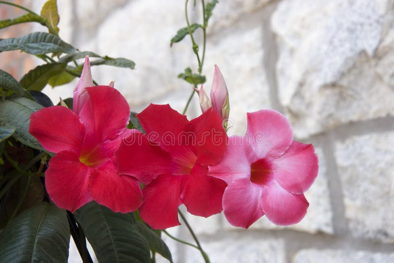 Pink Mandevilla stock photo. Image of growing, colour - 4986696