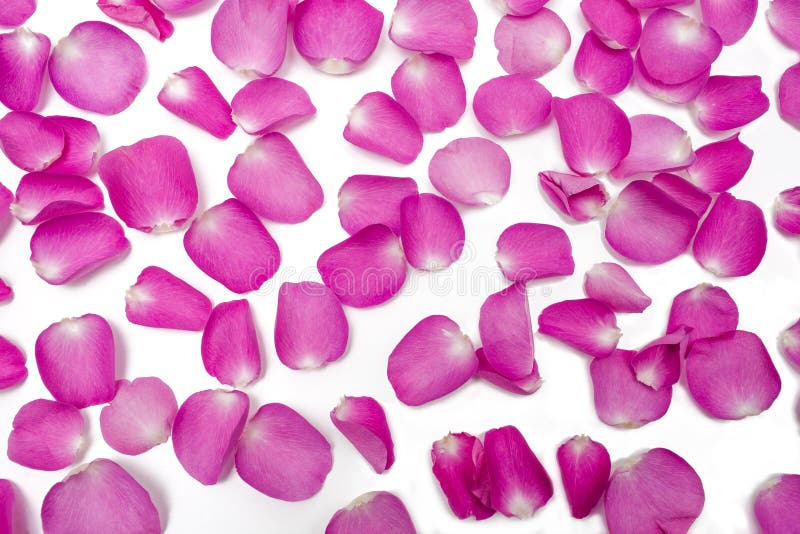Dark pink rose petals, isolated on white background stock photography