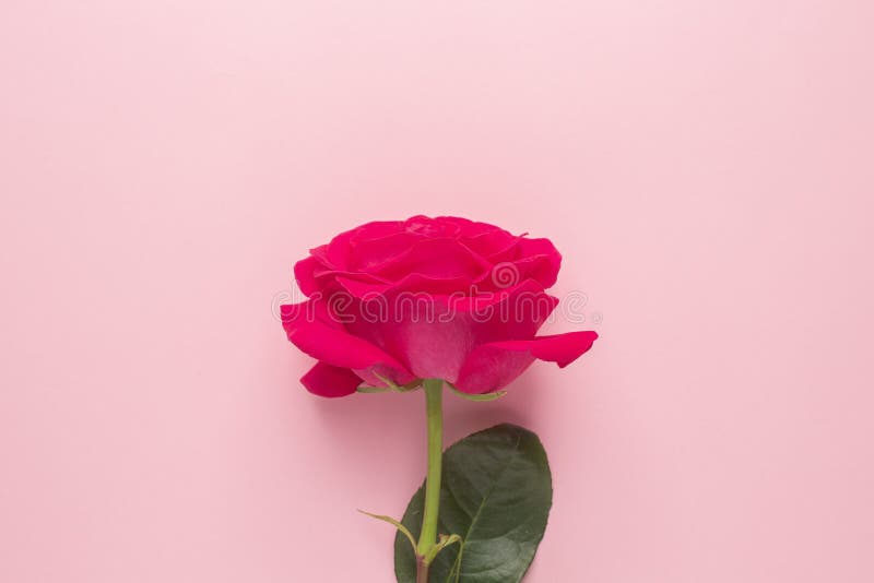 Hot Pink Roses  890x1590 Wallpaper  teahubio