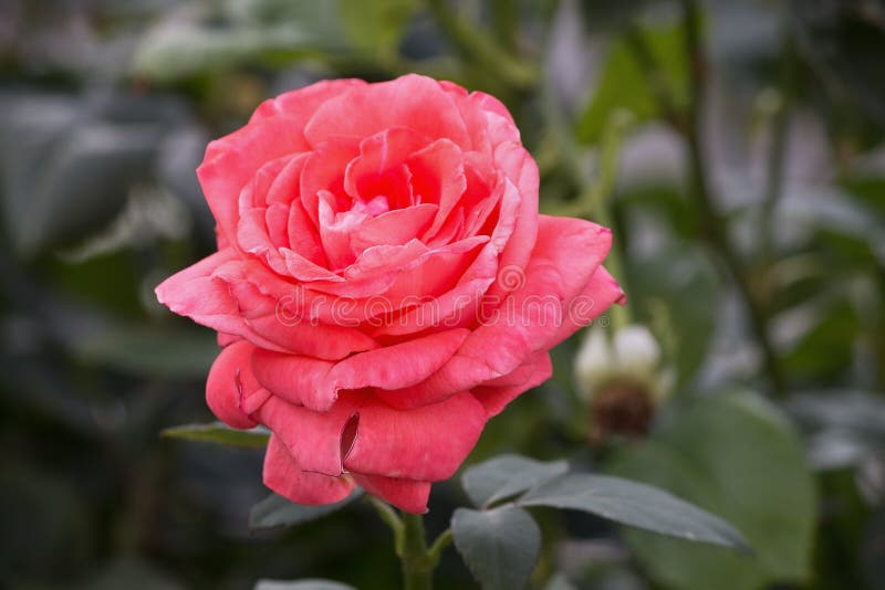 Dark pink rose stock image. Image of season, green, summer - 117894395