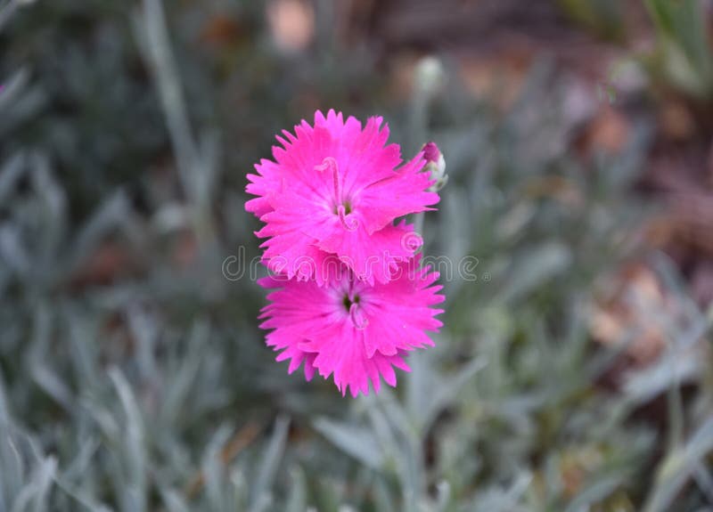 Dark Pink Sweet William Flowers Blooming in a Garden. Gorgeous dark pink sweet William flowers blooming and flowering in a garden