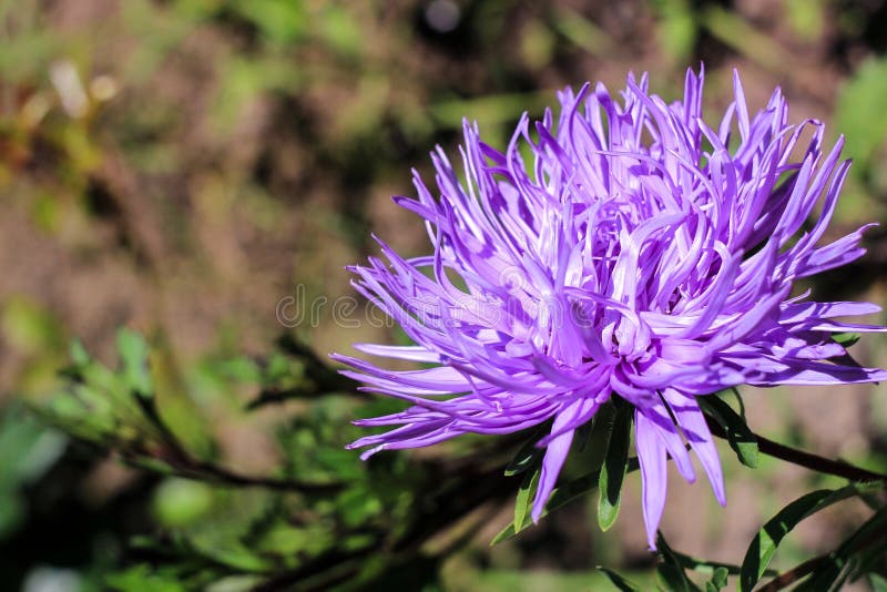 2,652 Dark Purple Chrysanthemum Stock Photos - Free & Royalty-Free
