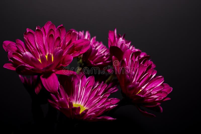 Dark Purple Daisies with Black Background Stock Photo - Image of dark