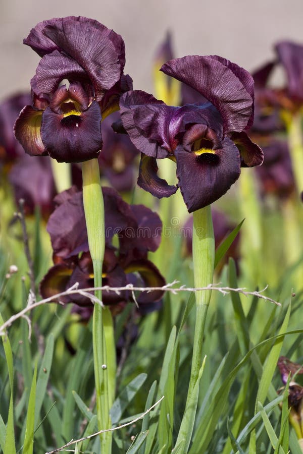 Dark Purple Iris