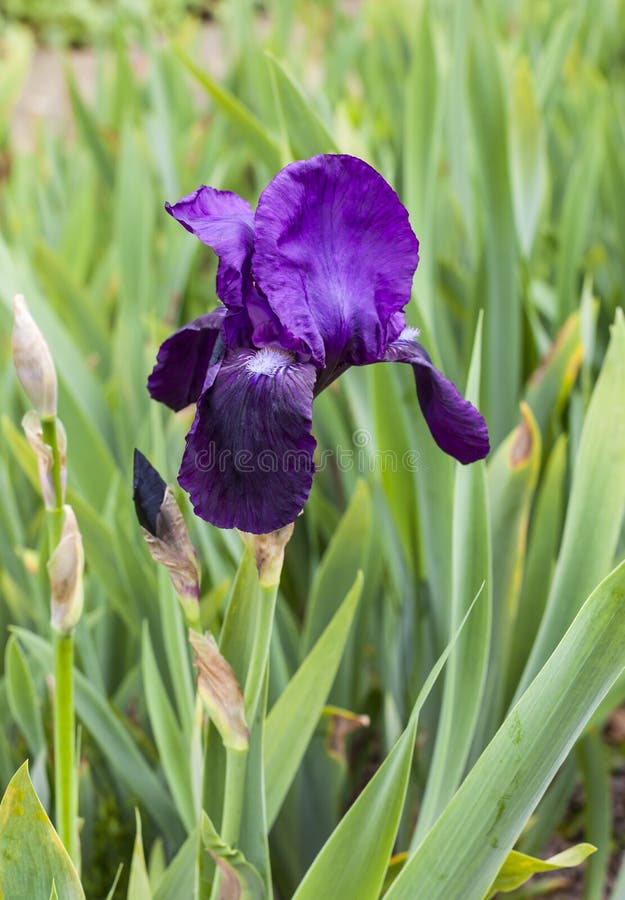 Dark Purple Flowering Iris Plant Stock Image Image of blooming