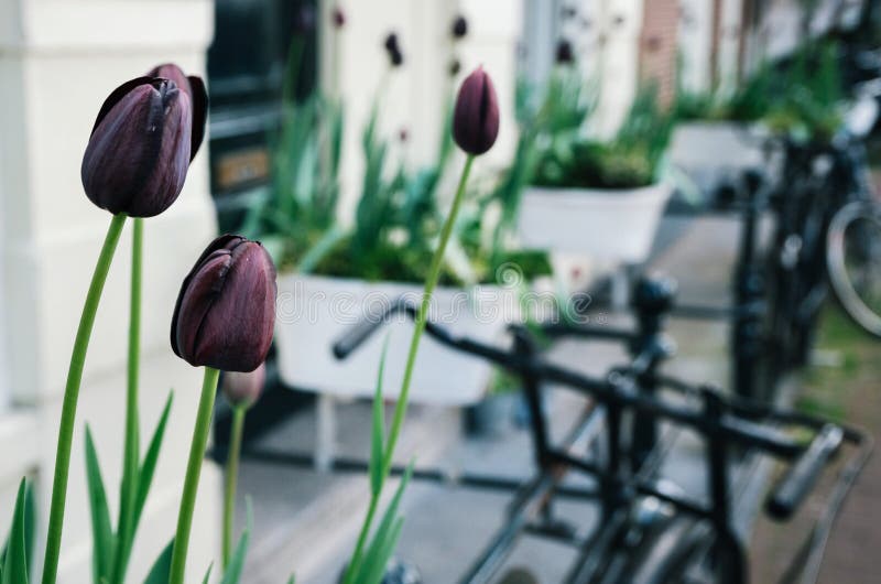 Dark purple tulip or black tulips