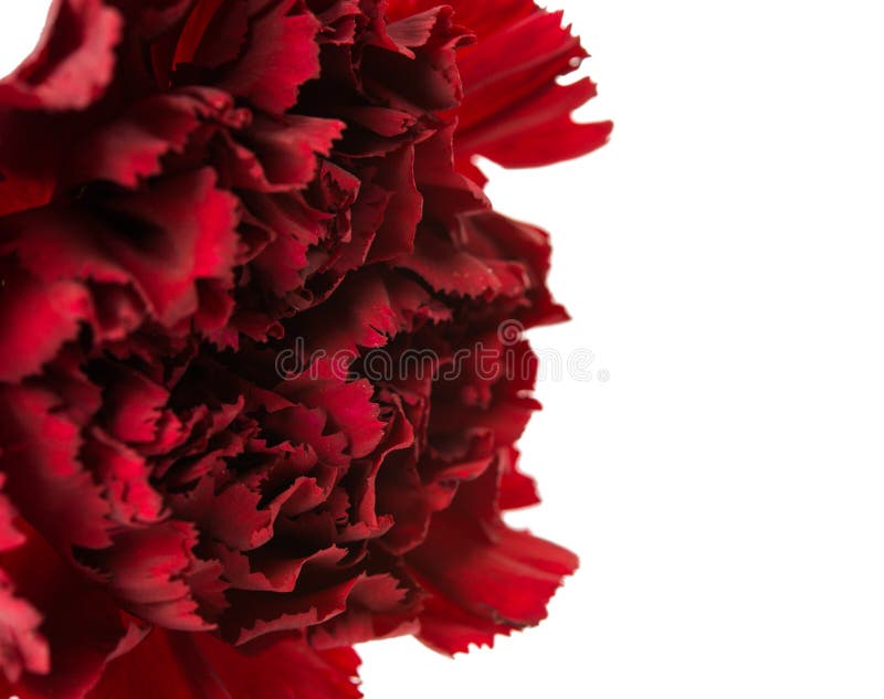 Dark red carnation stock photo. Image of petal, blossom 30779090