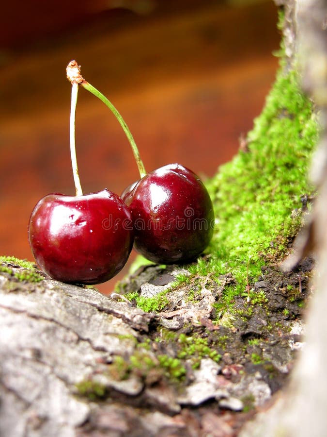 Download Dark red cherries 2 stock photo. Image of leaf, dessert - 107834
