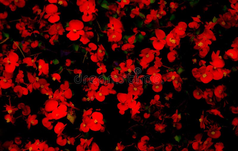 Red Flowers stock photo. Image of closeup, background 101662316