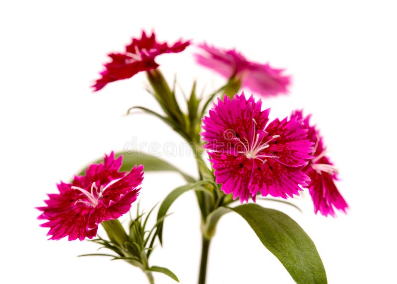 Dark Red Garden Garden Carnation Flowers Isolated Stock Photo Image