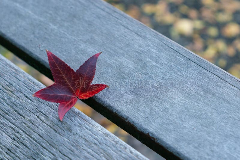 A dark red maple leaf on the wood bench of a park; a fallen leaf in autumn