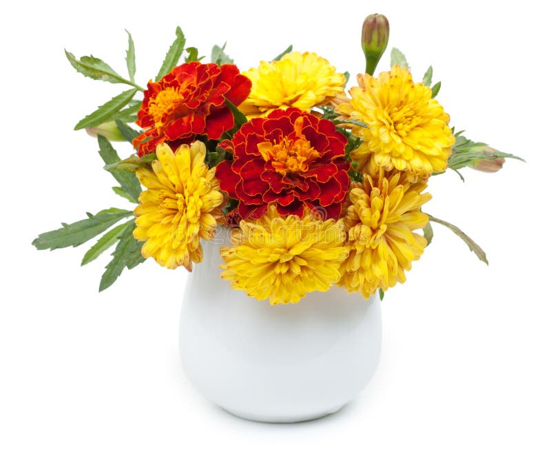 Dark Red Marigolds Flowers and Small Summer Yellow Chrysanthemums in a ...