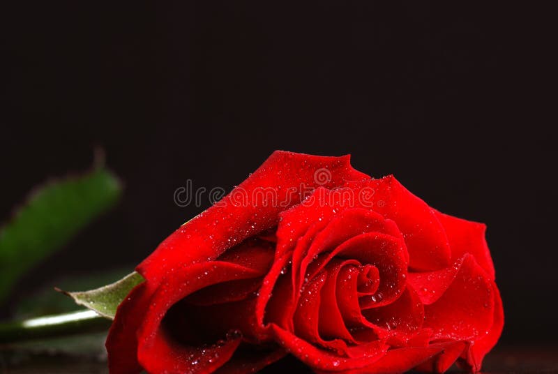 Dark red rose