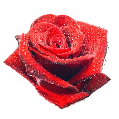 Dark red rose stock photo. Image of decoration, green 25404700