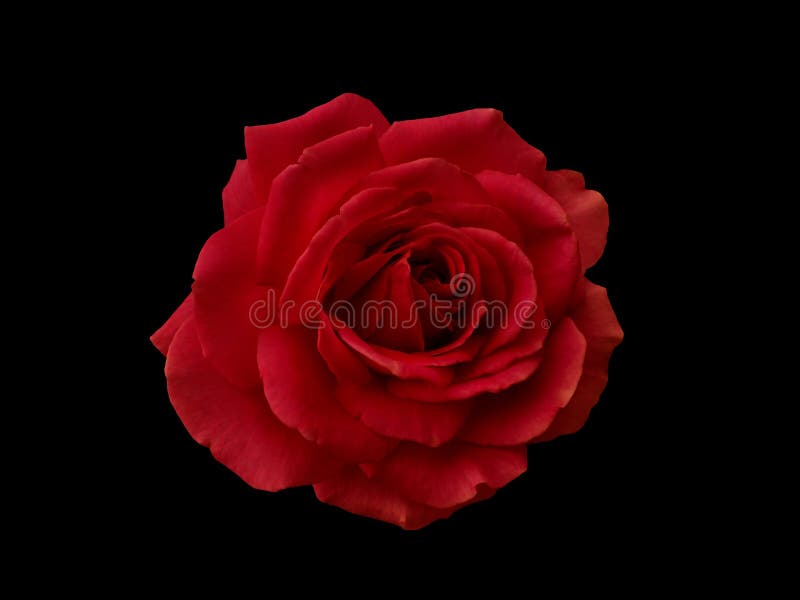 Rose aesthetic red dark Black Rose