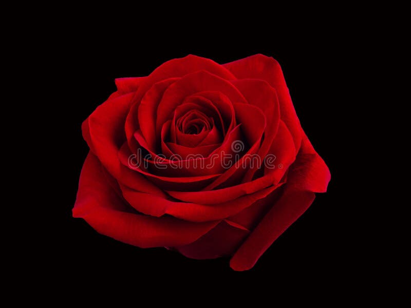 Dark Red Rose is on Black Background Stock Photo Image of love