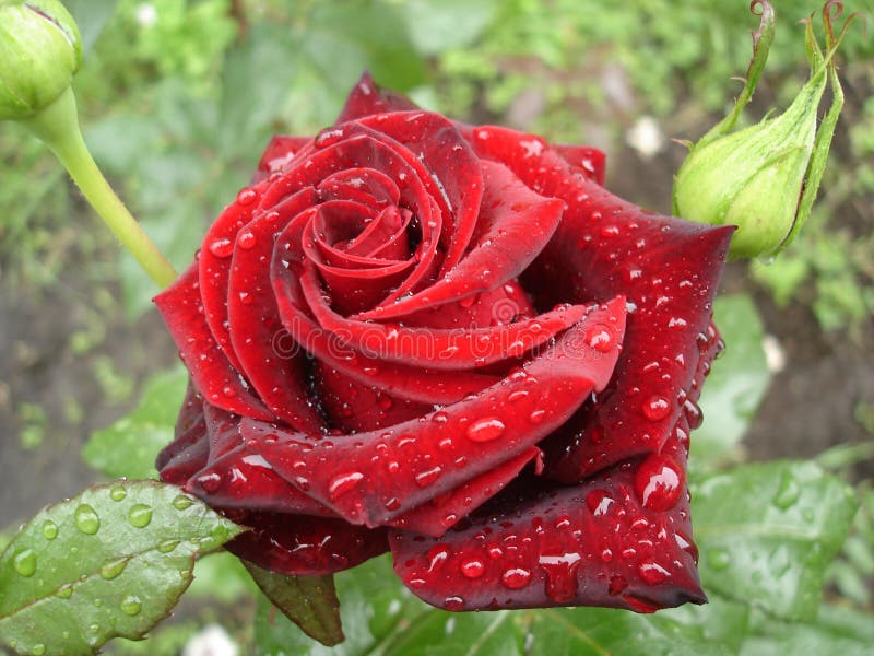 Dark Red Rose Flower Rainy Day Stock Photos - Free & Royalty-Free Stock  Photos from Dreamstime