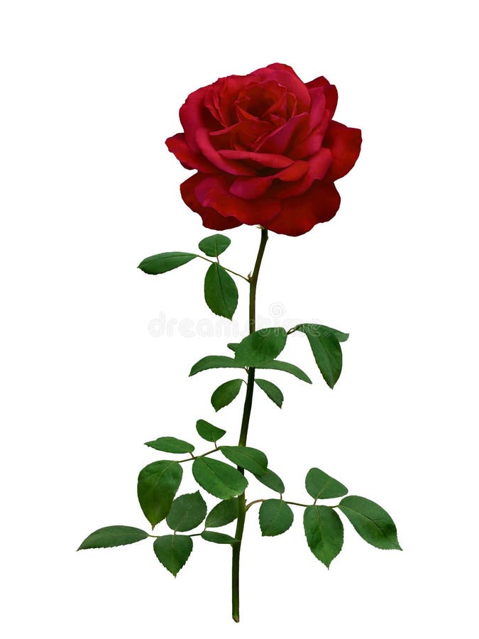 Dark Red Rose with Green Leaves Isolated on White Stock Image Image