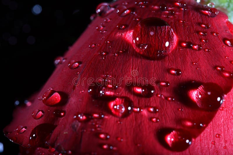 Dark red rose with water droplets.