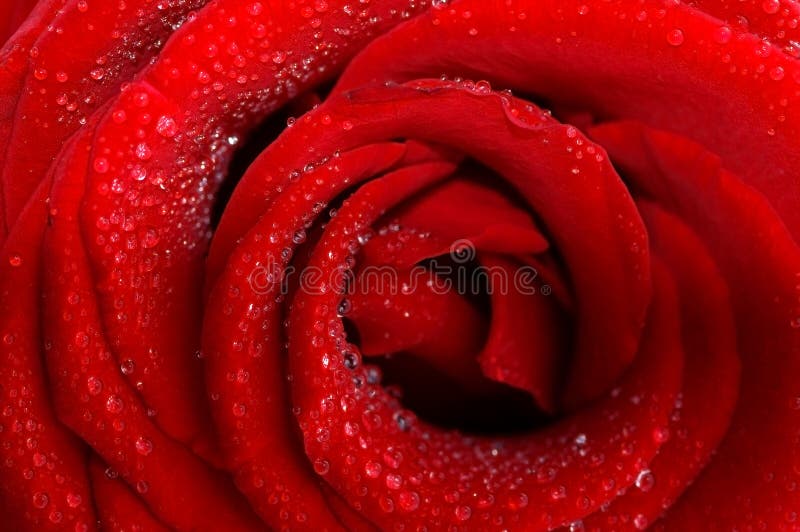 Dark red rose with water droplets.